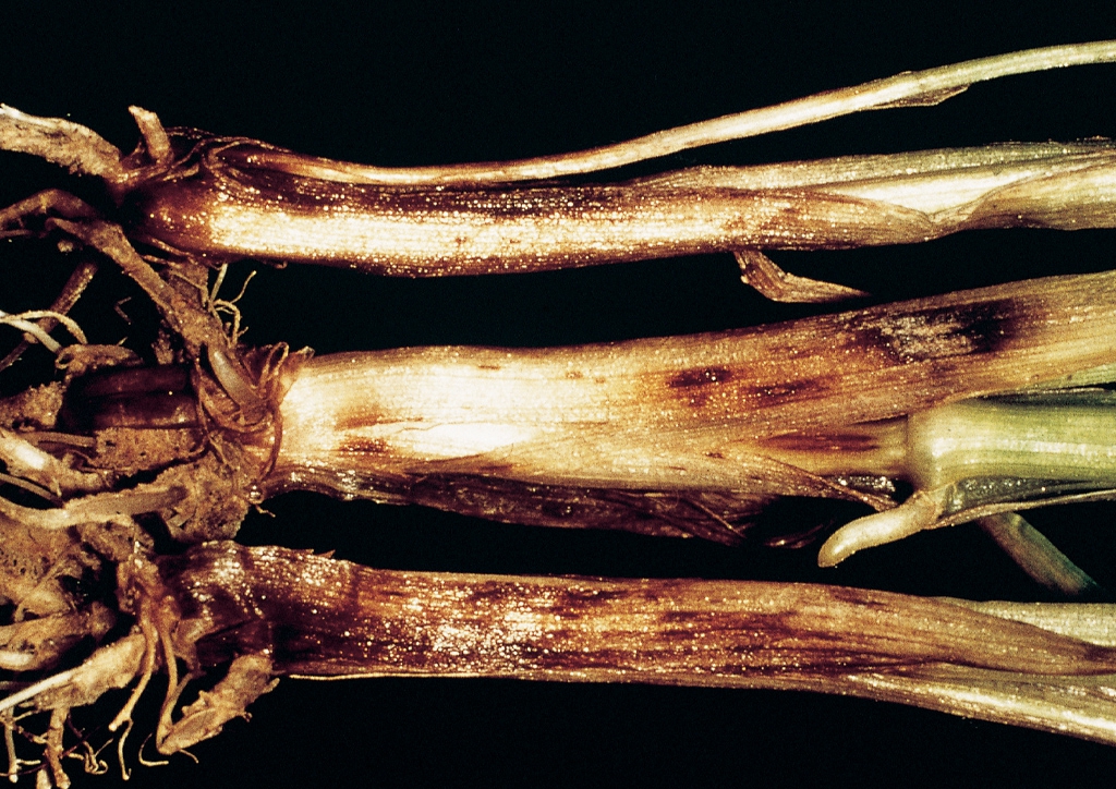 Crop Science | Magyarország - Kórokozók - Hol van a helminthosporium sativum