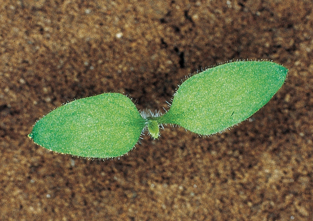 Solanum nigrum - csíranövény