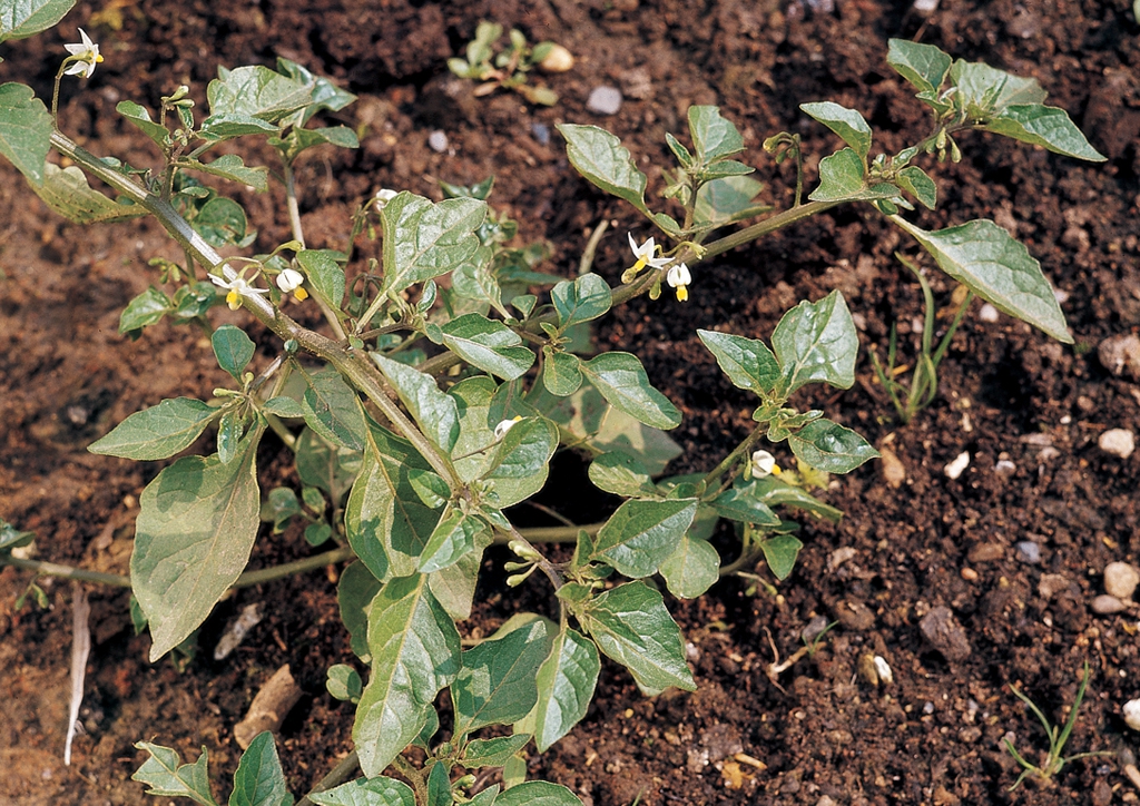 Solanum nigrum - kifejlett növény