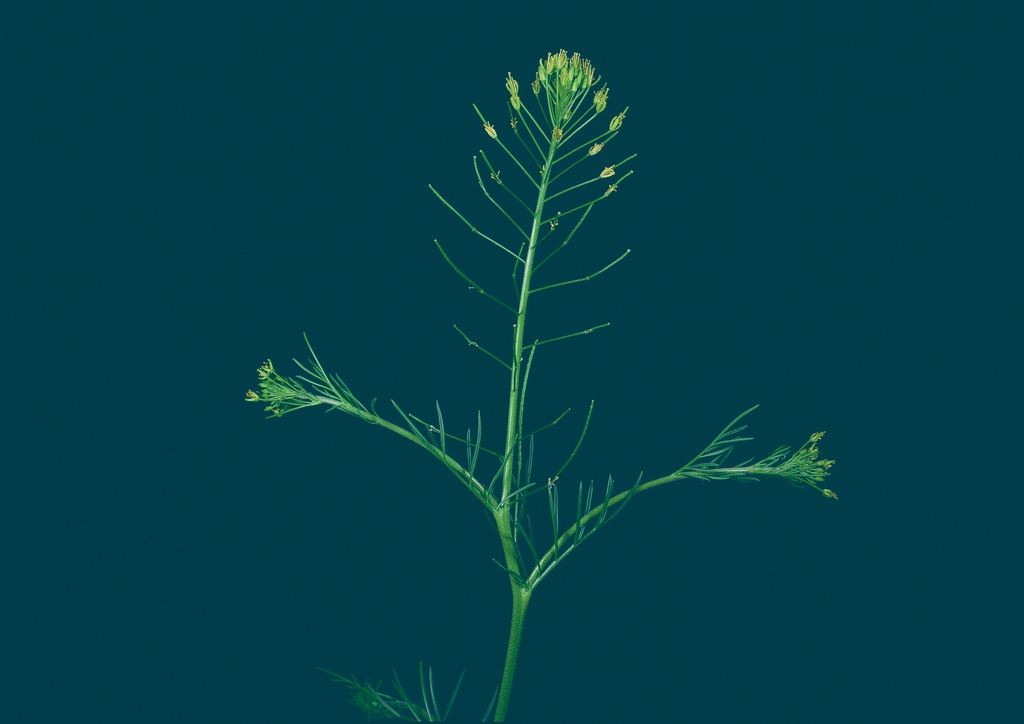 Sisymbrium sophia - kifejlett növény