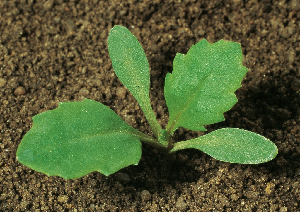 Senecio vulgaris - csíranövény