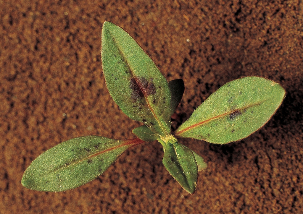 Polygonum persicaria - csíranövény