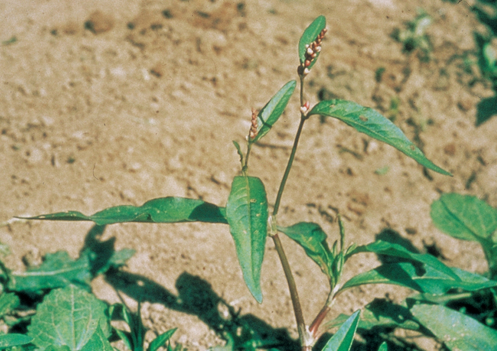 Polygonum lapathifolium - kifejlett növény