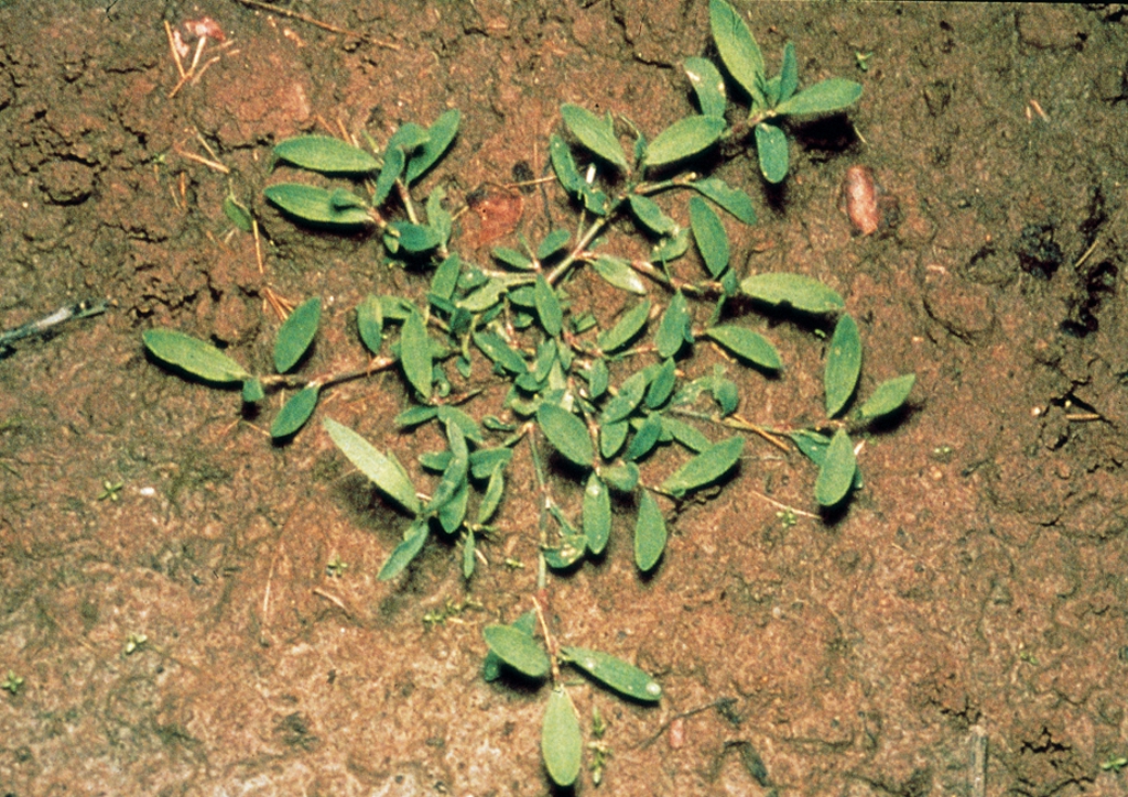 Polygonum aviculare - kifejlett növény