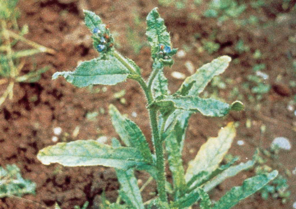 Myosotis arvensis - kifejlett növény