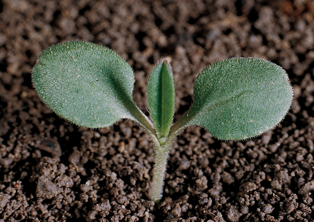 Lithospermum arvense - csíranövény