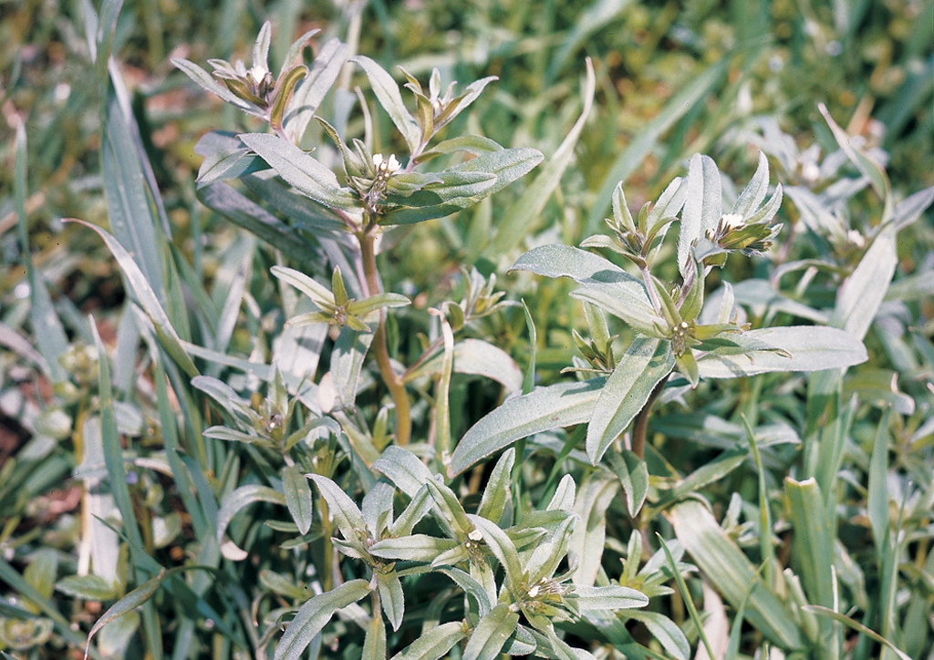 Lithospermum arvense - kifejlett növény