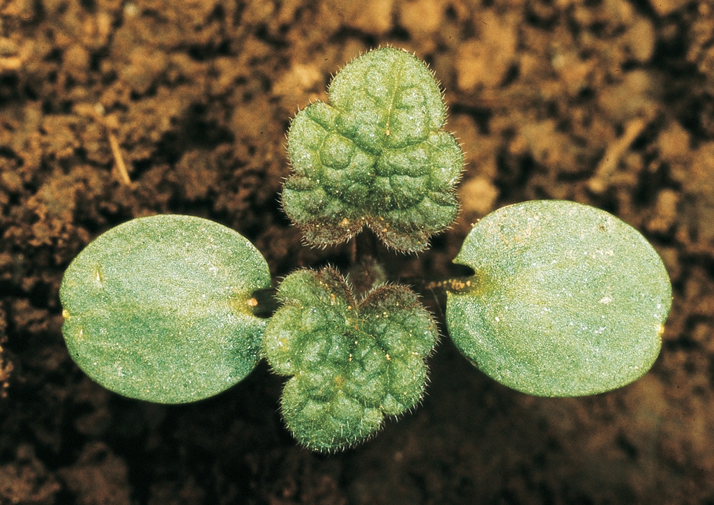 Lamium amplexicaule - csíranövény