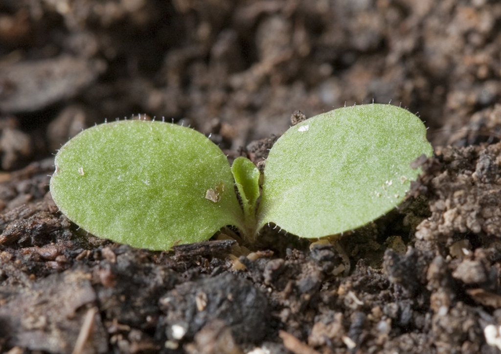Lactuca serriola - csíranövény