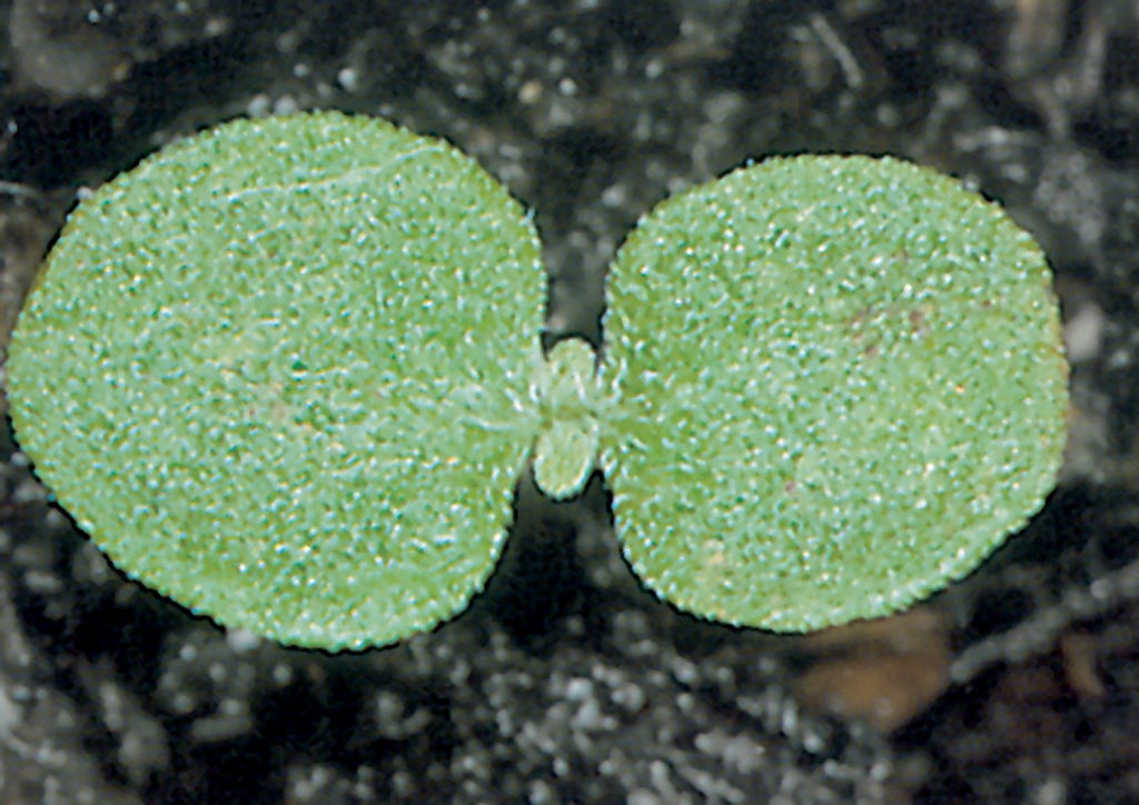 Heliotropium europaeum - csíranövény