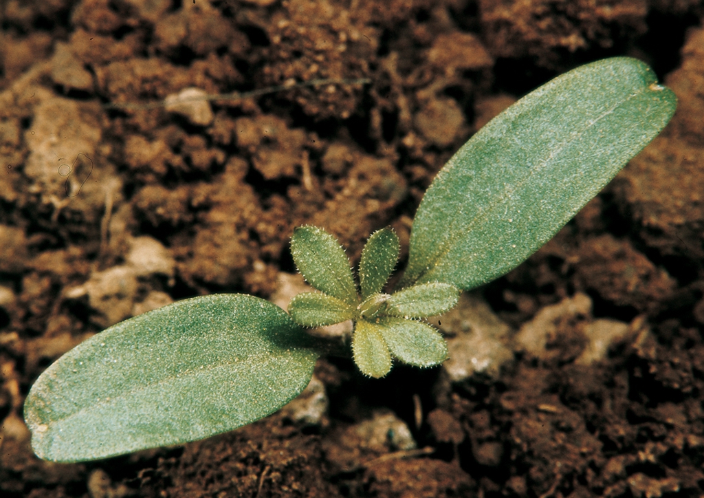 Galium aparine - csíranövény
