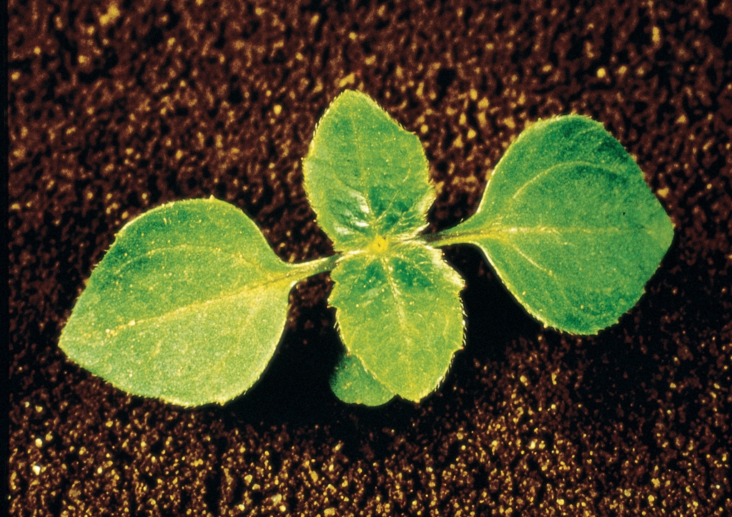 Galinsoga parviflora - csíranövény