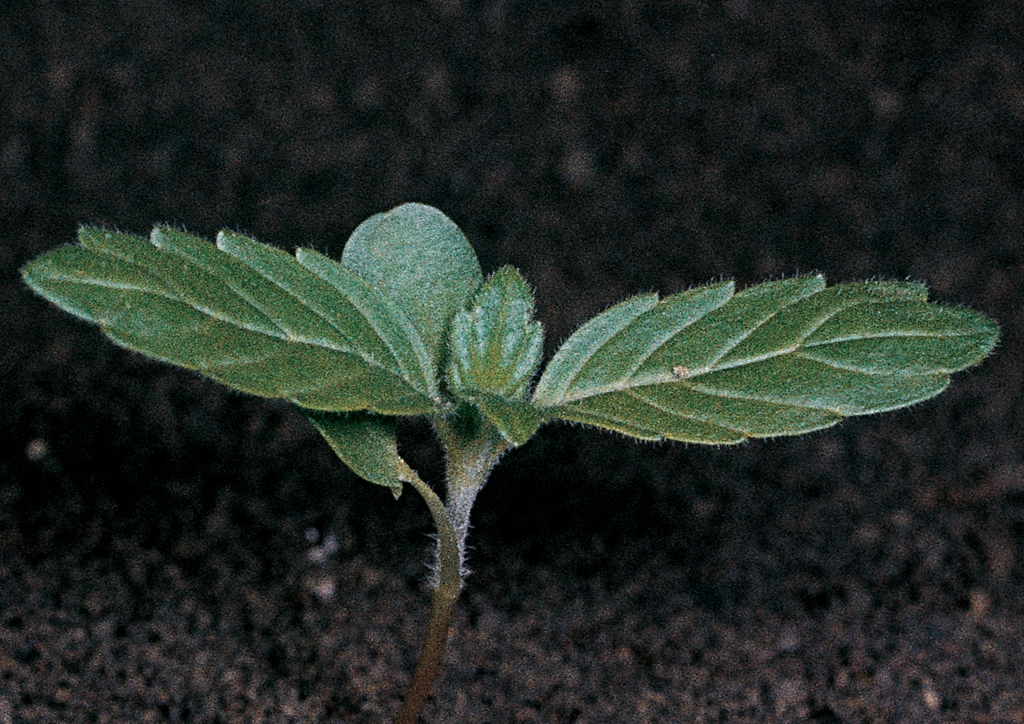 Galeopsis ladanum - csíranövény