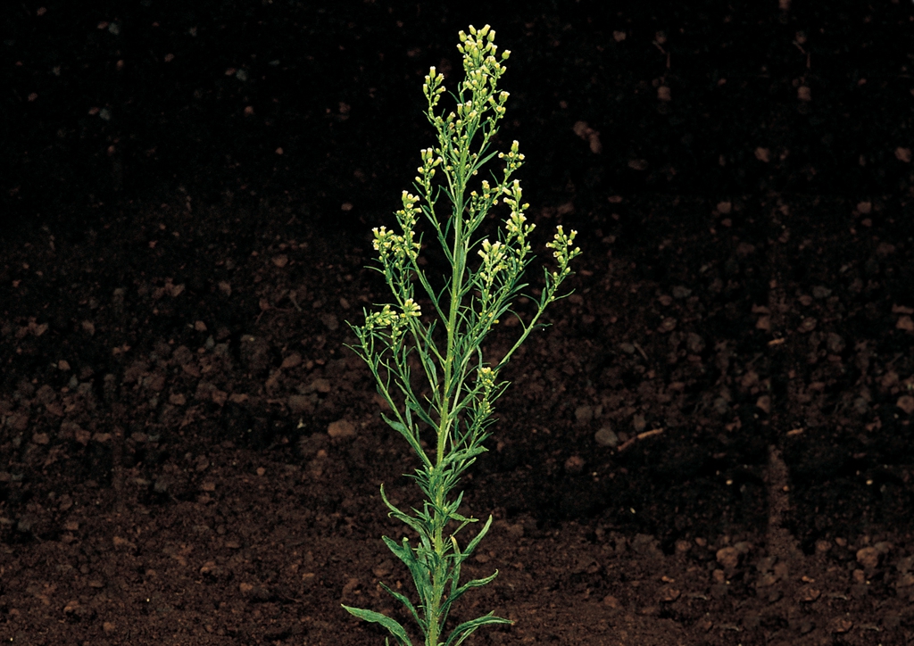 Conyza canadensis - kifejlett növény