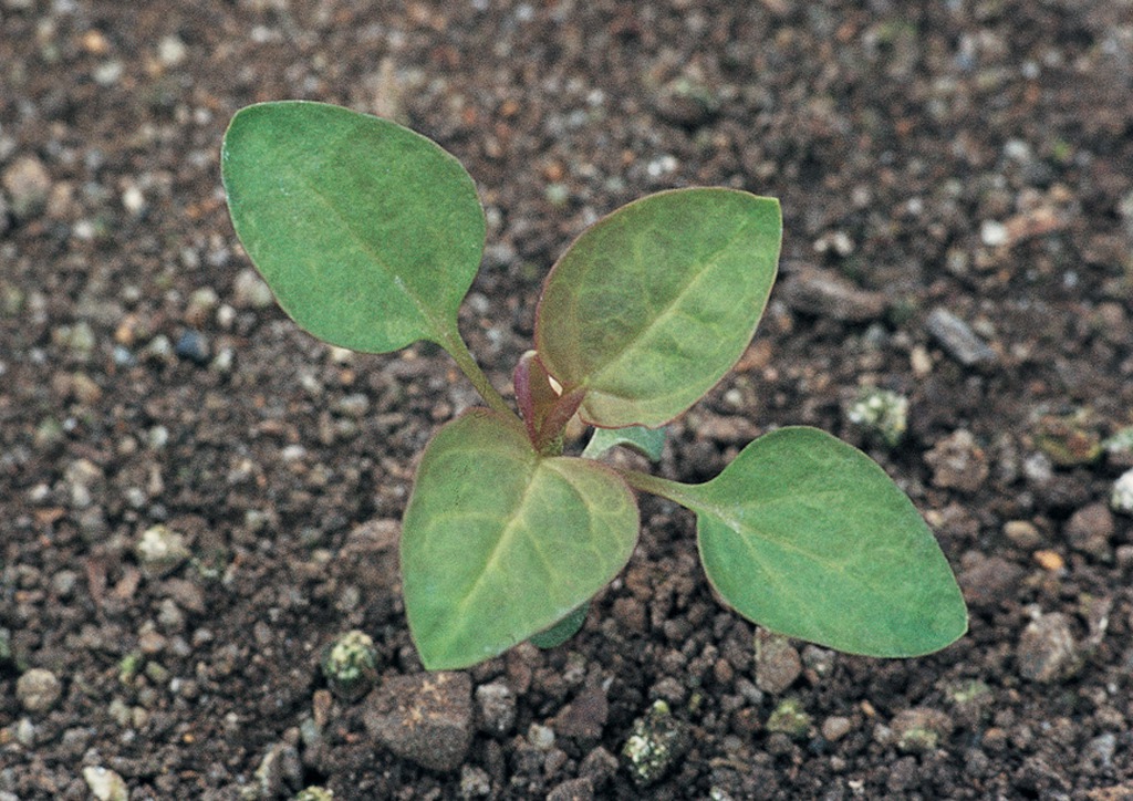 Chenopodium polyspermum - csíranövény