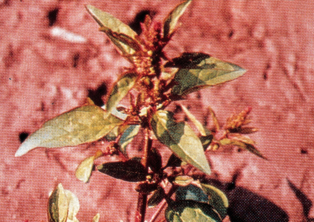 Chenopodium polyspermum - kifejlett növény