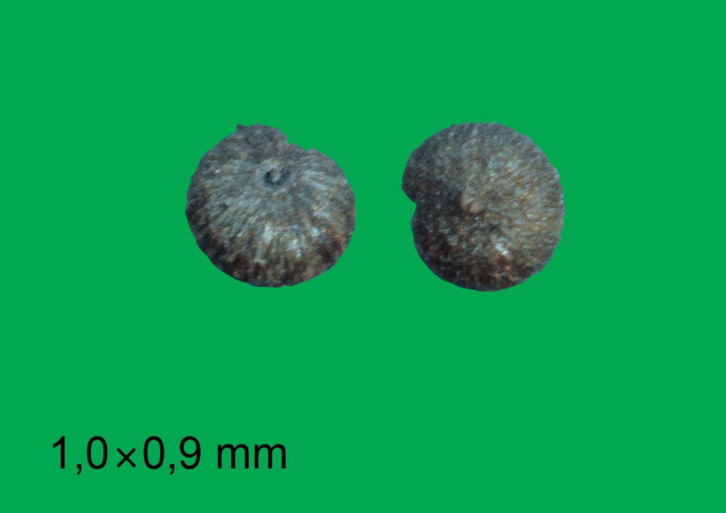 Chenopodium polyspermum - mag