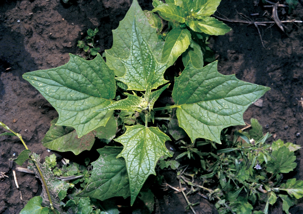 Chenopodium hybridum - kifejlett növény