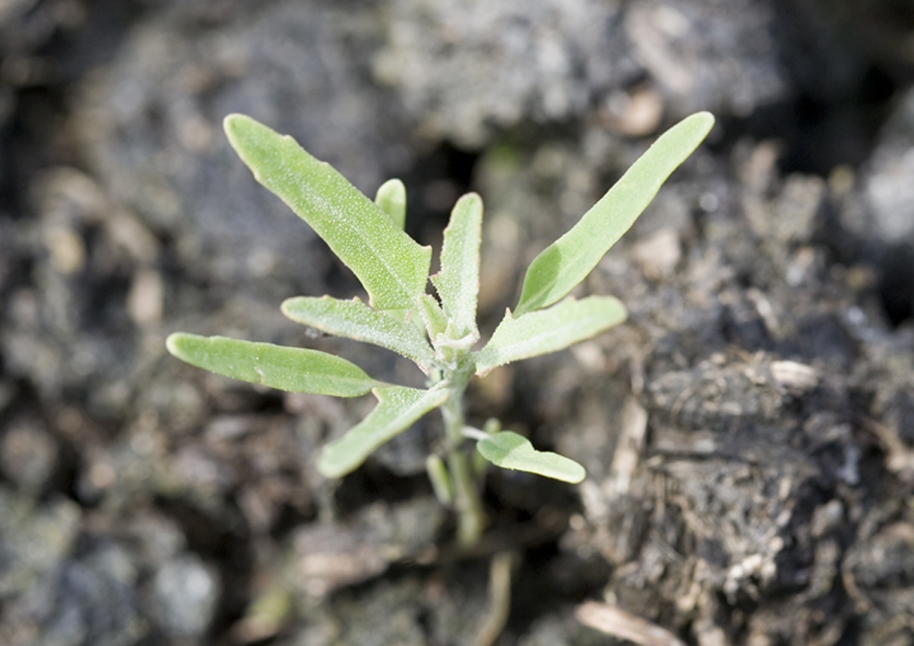 Chenopodium ficifolium - csíranövény