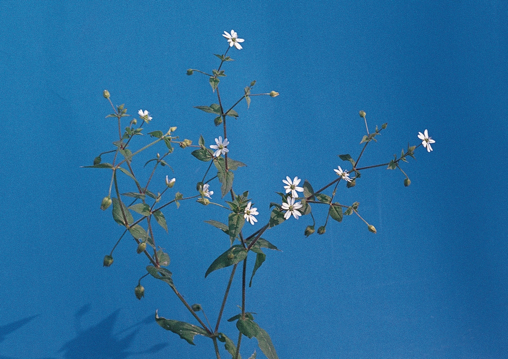 Cerastium arvense - kifejlett növény