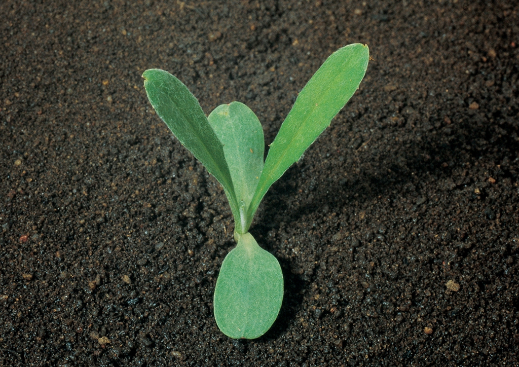 Centaurea cyanus - csíranövény