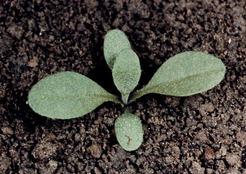 Capsella bursa-pastoris - csíranövény