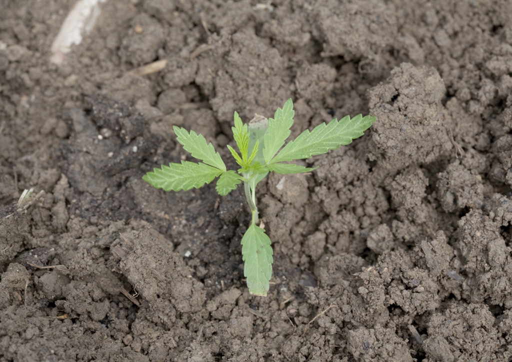 Cannabis sativa - csíranövény