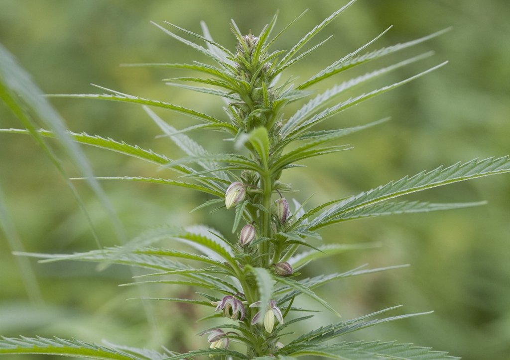 Cannabis sativa - kifejlett növény