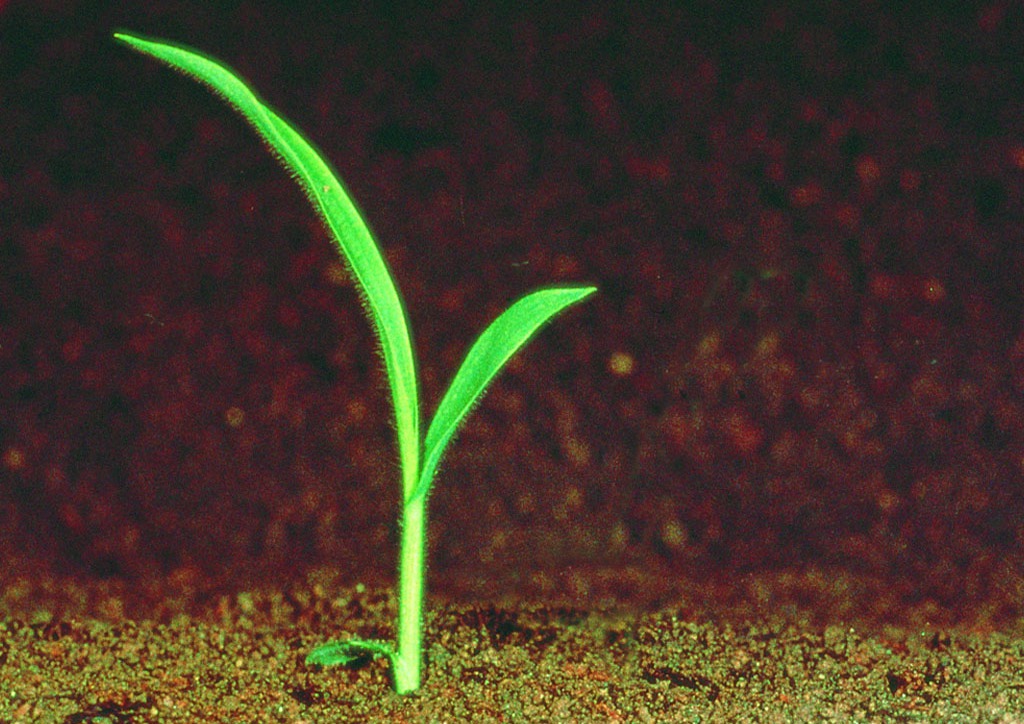 Bromus secalinus - csíranövény