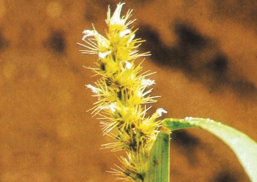 Cenchrus pauciflorus - virágzat