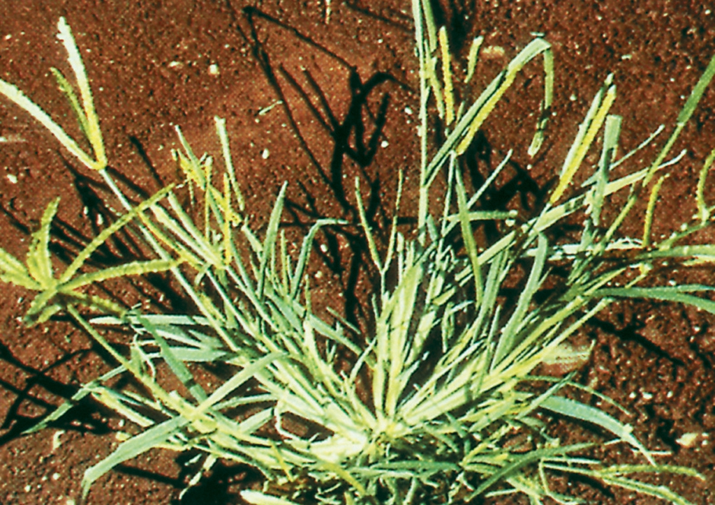 Eleusine indica - kifejlett növény