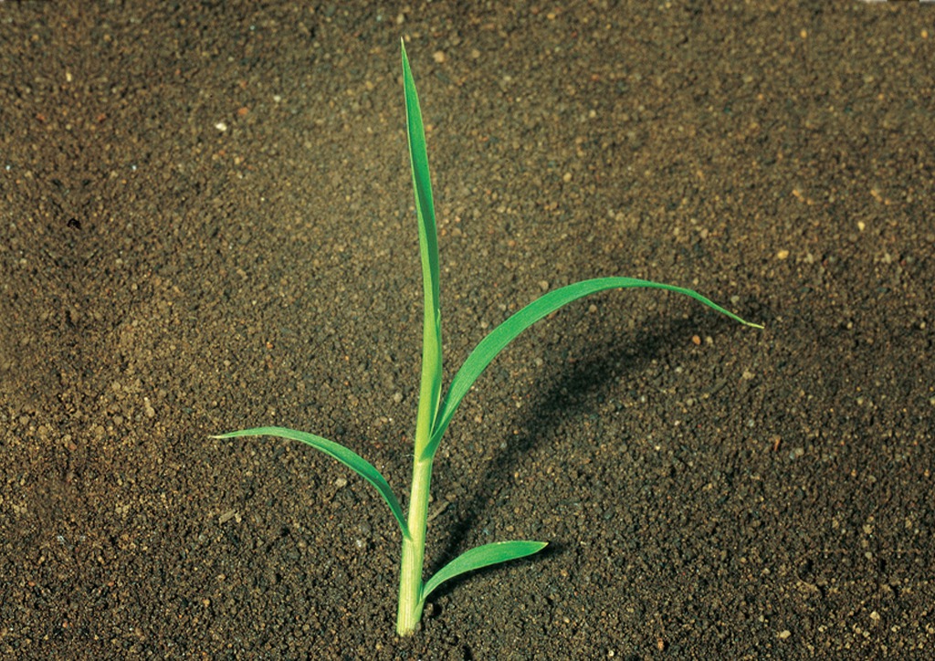 Setaria glauca = Setaria lutescens - csíranövény