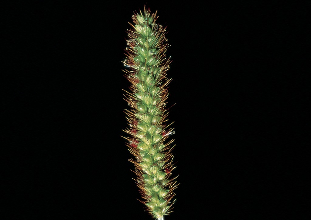 Setaria glauca = Setaria lutescens - virágzat