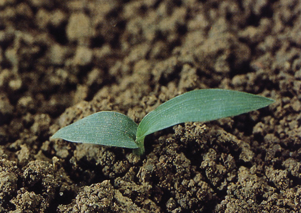 Setaria verticillata - csíranövény