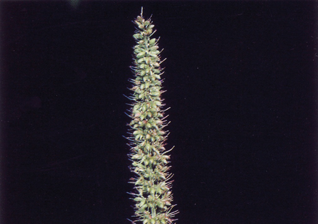 Setaria verticillata - virágzat