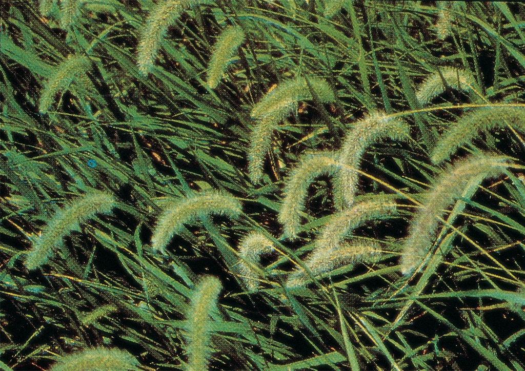 Setaria viridis - kifejlett növény