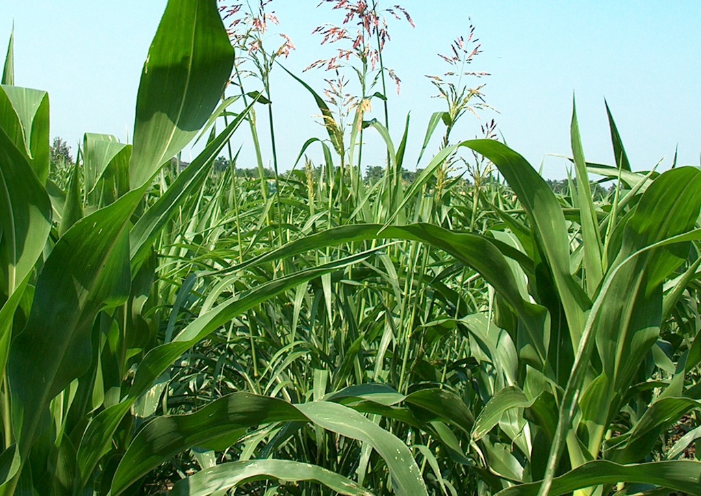 A kukorica fölé növő fenyércirok jelentős termésveszteséget okoz