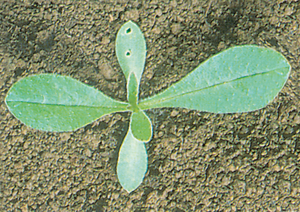 Anchusa officinalis - csíranövény