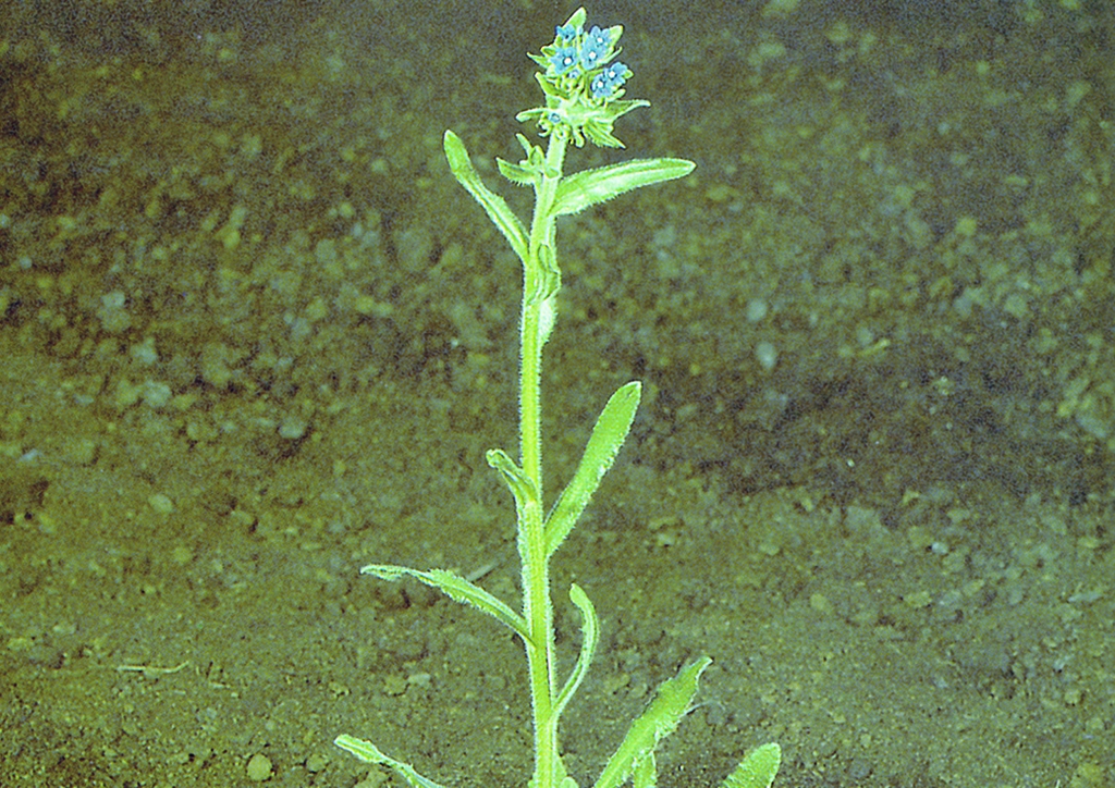 Anchusa officinalis - kifejlett növény