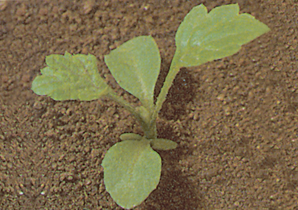 Artemisia vulgaris - csíranövény