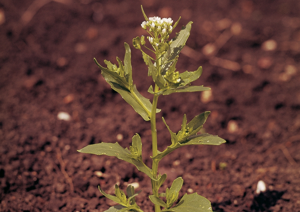 Lepidium (Cardaria) draba - kifejlett növény