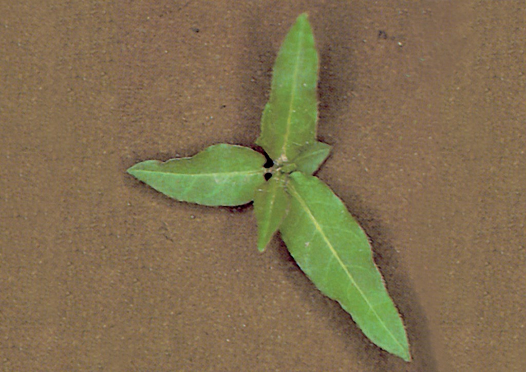 Polygonum amphibium - csíranövény