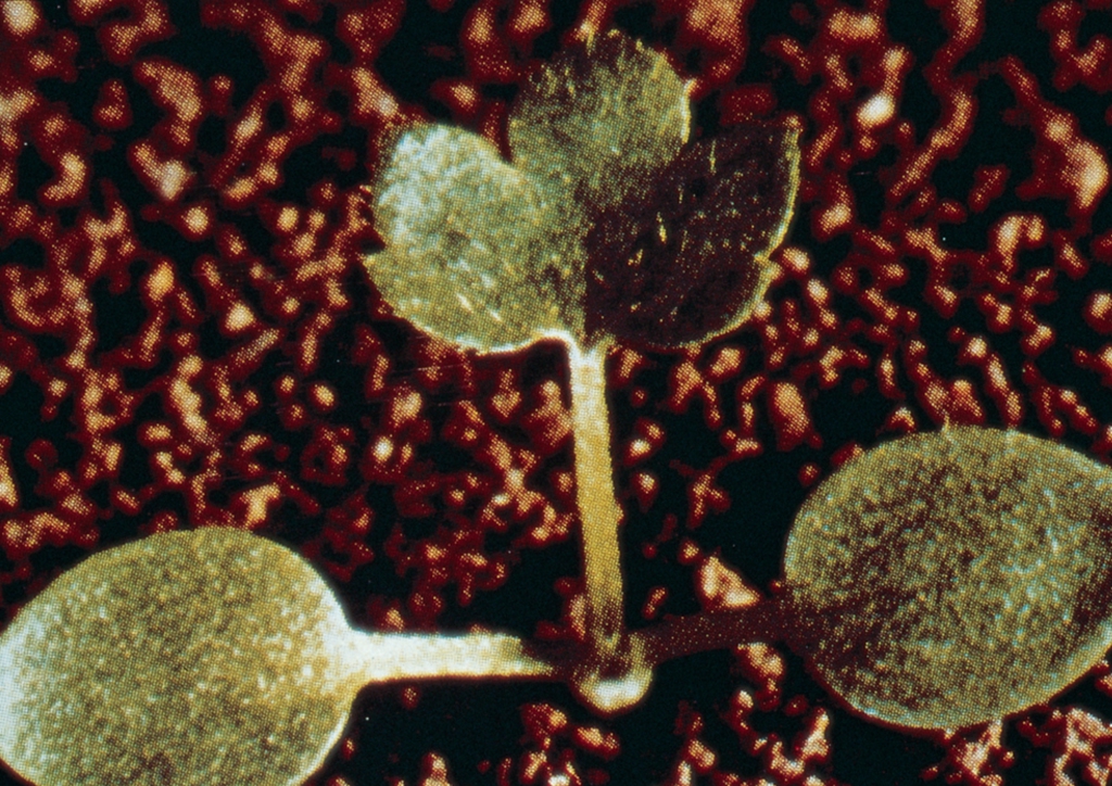 Ranunculus acris - csíranövény