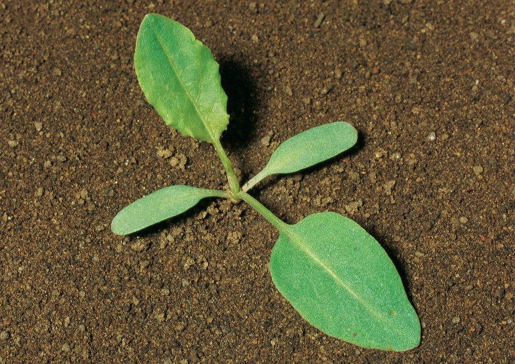 Rumex crispus - csíranövény