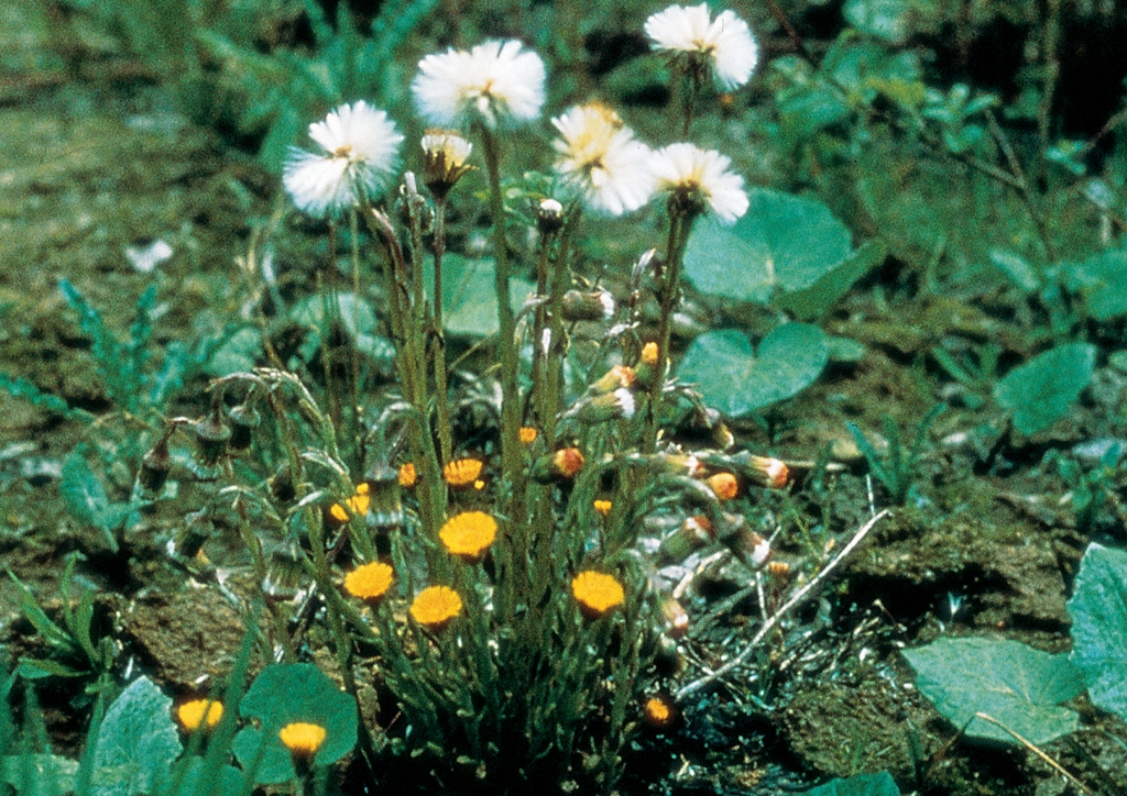 Tussilago farfara - kifejlett növény