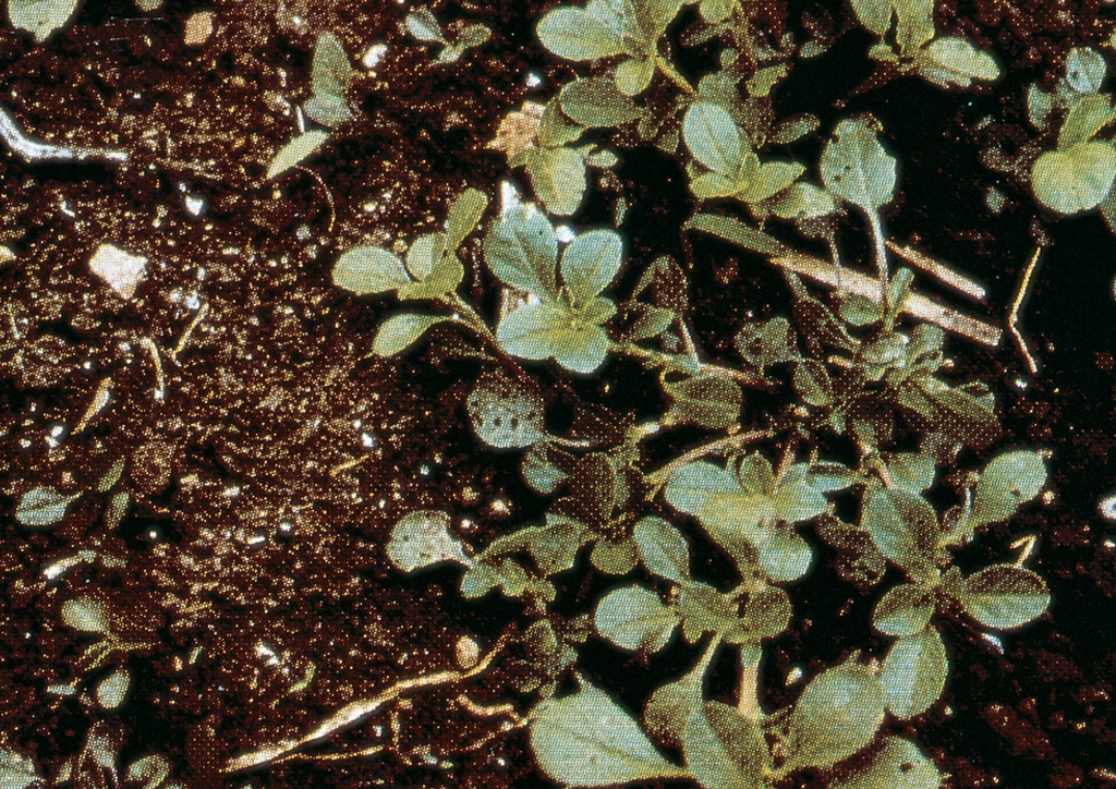 Amaranthus blitoides - kifejlett növény