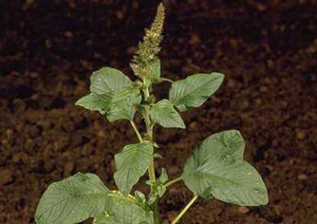 Amaranthus chlorostachis