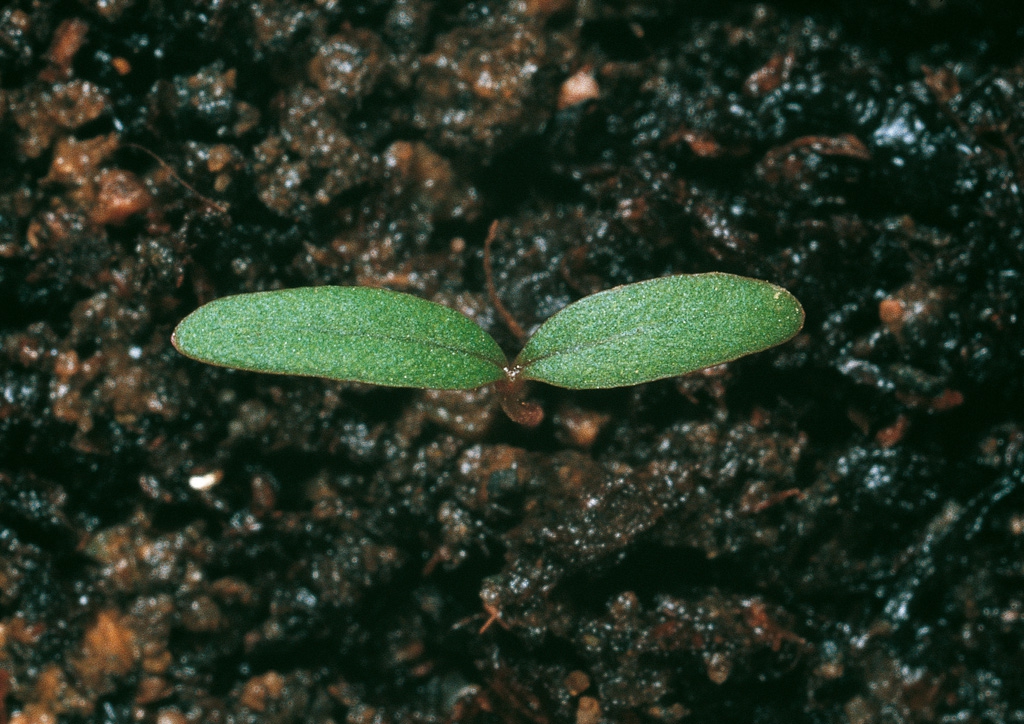 Amaranthus chlorostachys 
