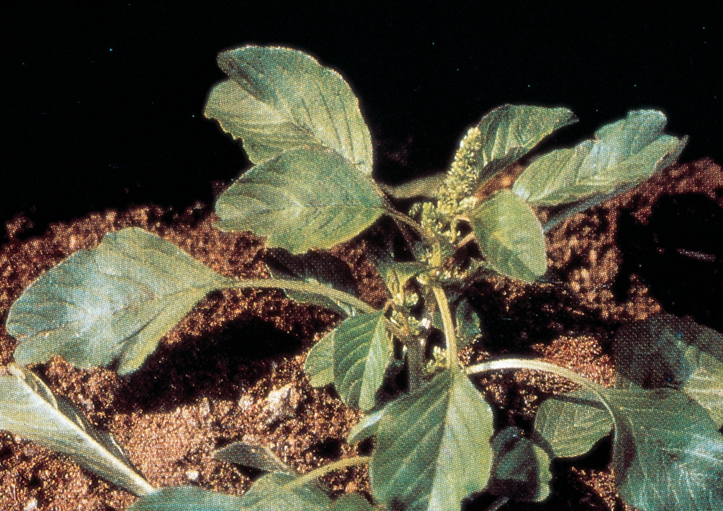 Amaranthus lividus - kifejlett növény
