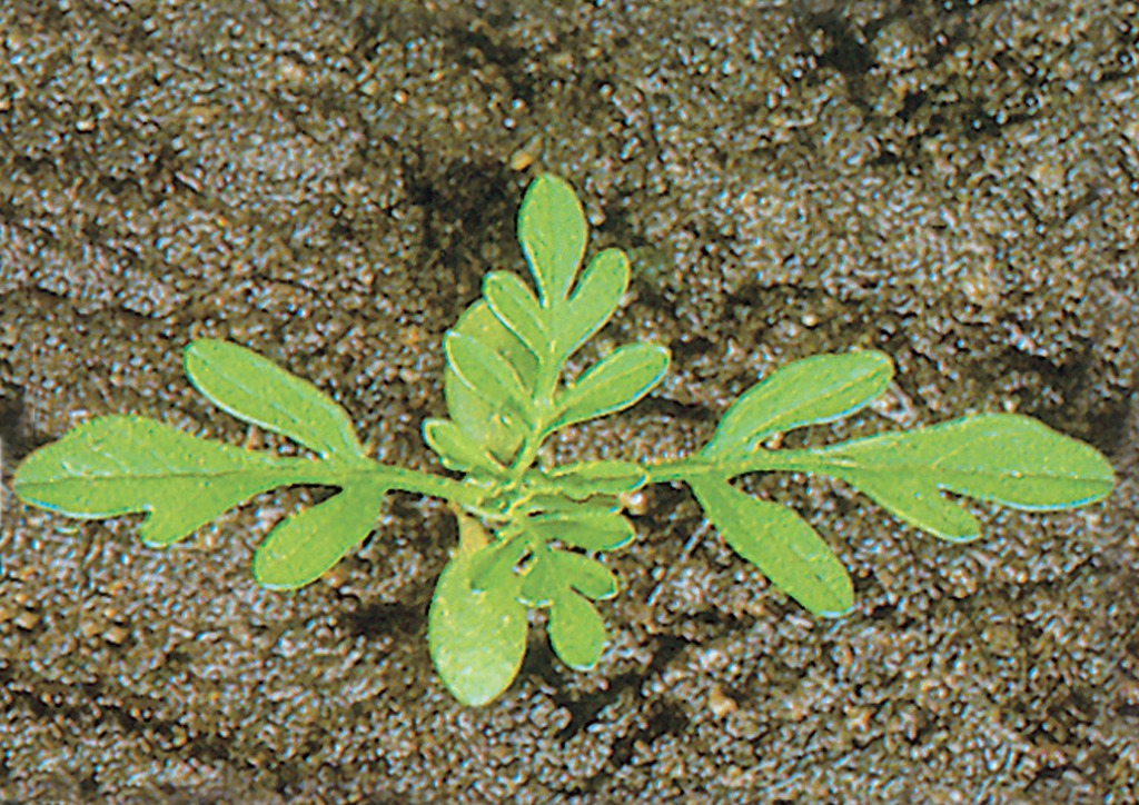 Ambrosia artemisiifolia - csíranövény